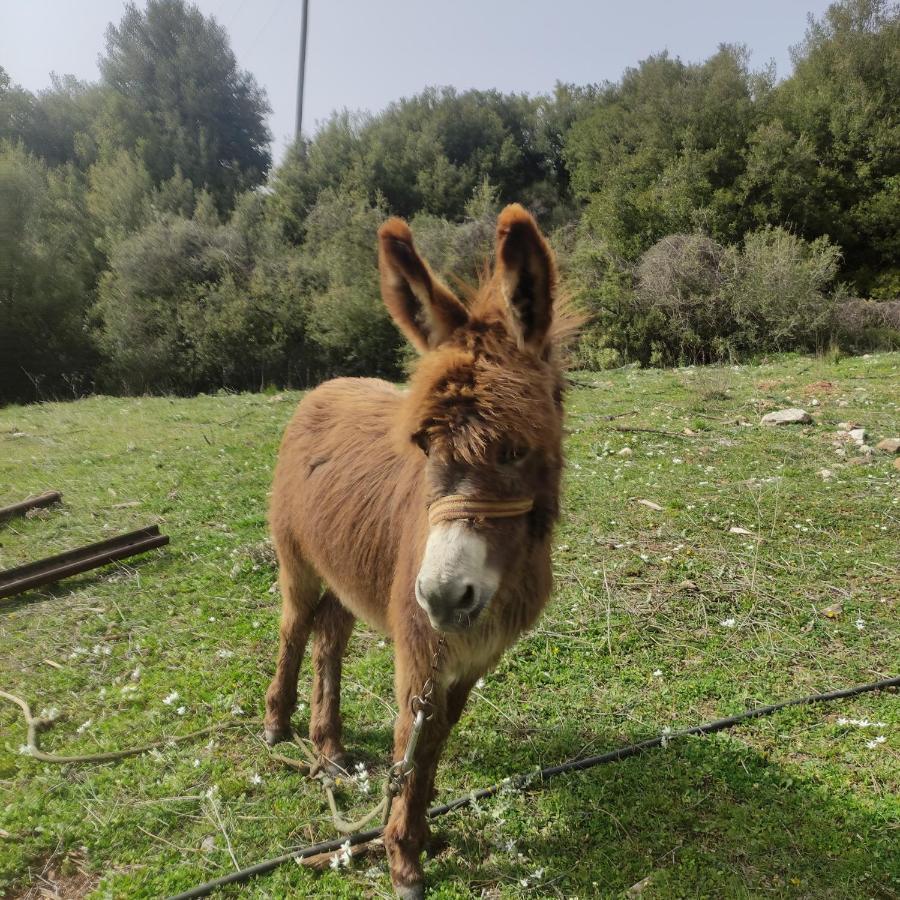 Oneiropagidasuites Kalavryta Exterior foto