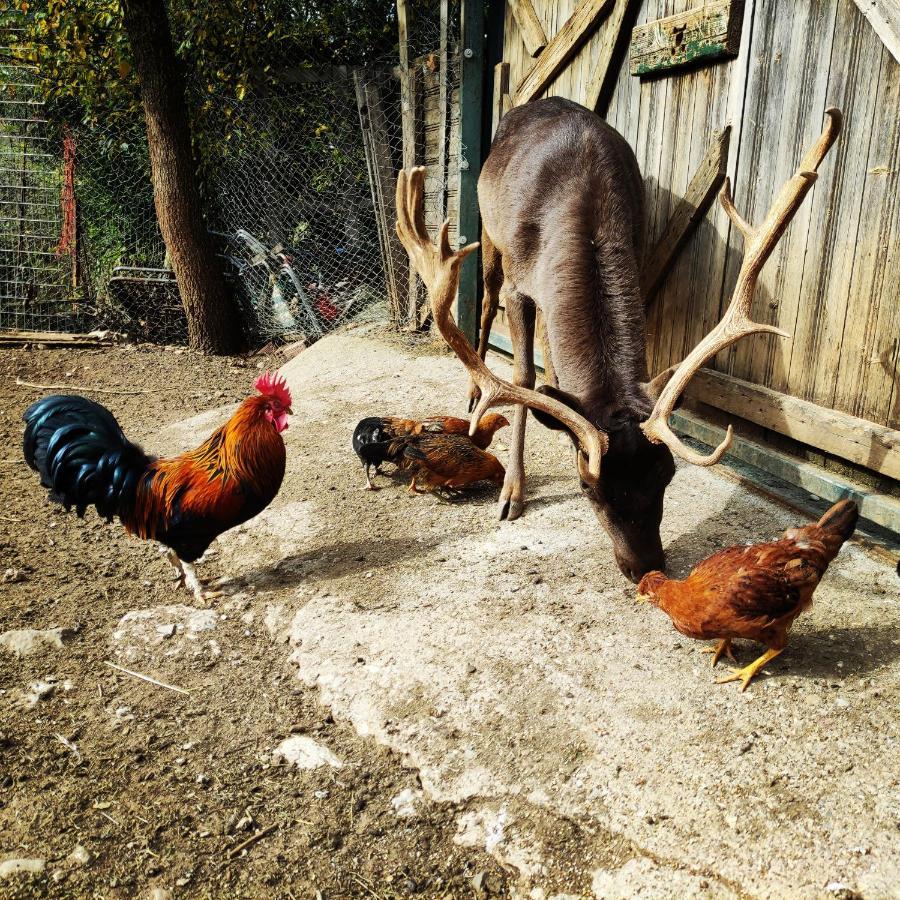 Oneiropagidasuites Kalavryta Exterior foto